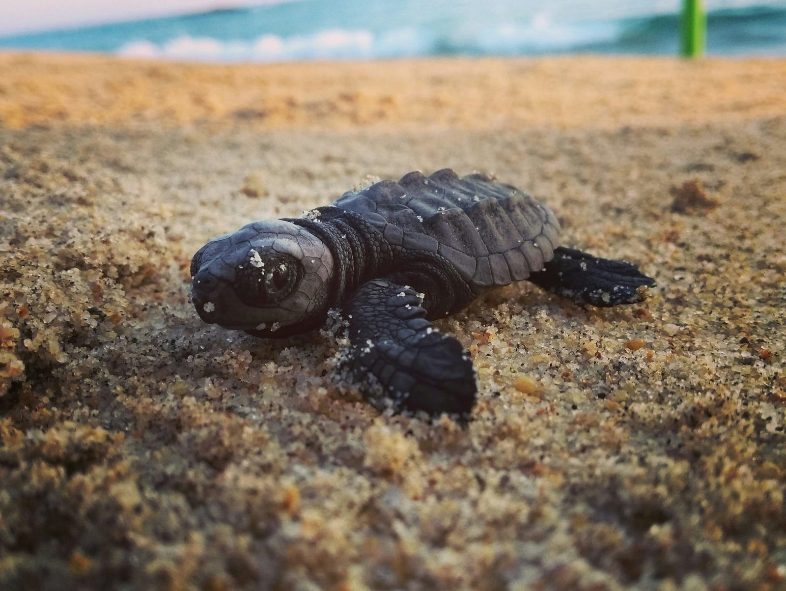 Puerto Escondido