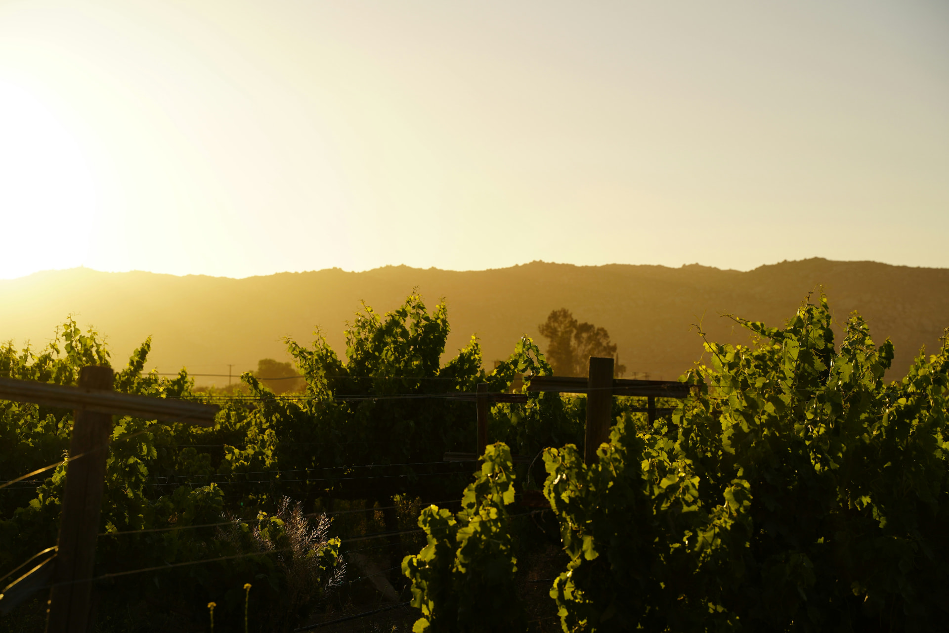 Valle de Guadalupe