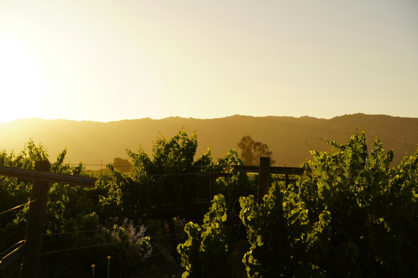 Valle de Guadalupe